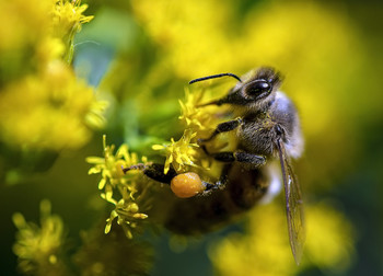 Busy Bee