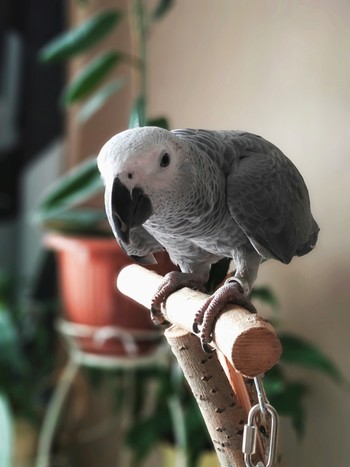 Жако Кузя