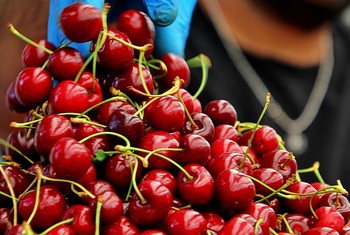 cherry fresh