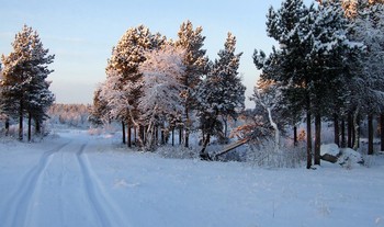 Шука. Проселочная дорога