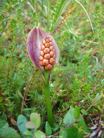 Calla palustris