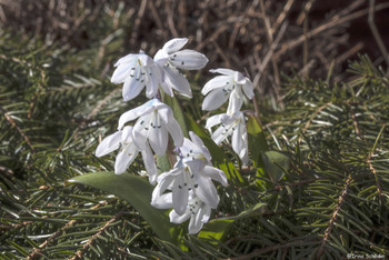 Othocallis mischtschenkoana.