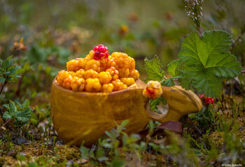 Морошка.