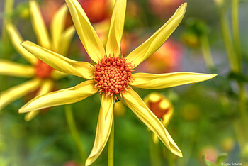 Орхидеевый георгин. Tahoma Dahlia Honka Star.