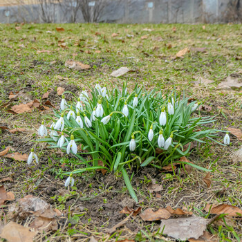 Подснежники