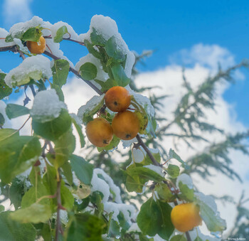 Райские яблочки.