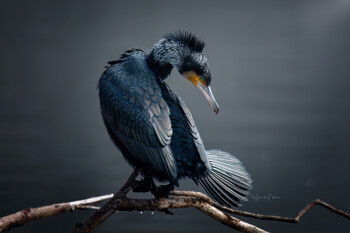 Большой баклан / Great Cormorant