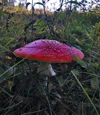 Грибок