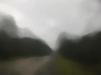Лесные силуэты