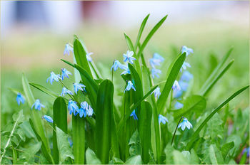 SCILLA SIBIRICA