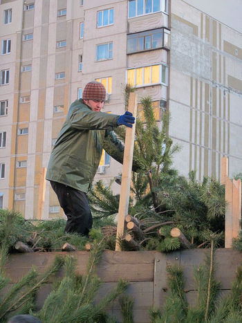 Ёлочку - к Рождеству