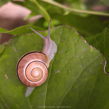 Snail_1