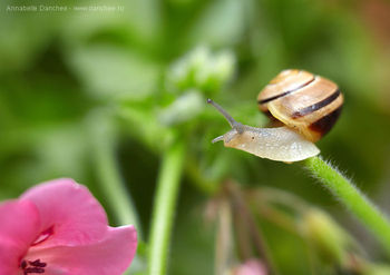 Snail_3