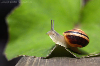 Snail_4