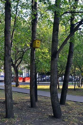Жёлтый дом