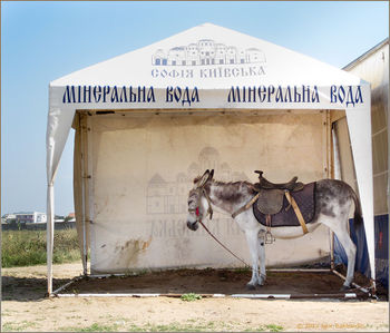 не верь глазам своим