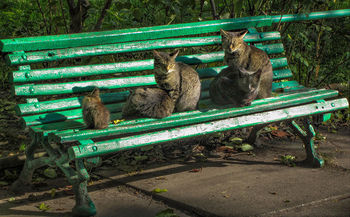 тренируюсь на кошках