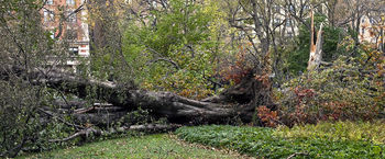 Hurricane Sandy
