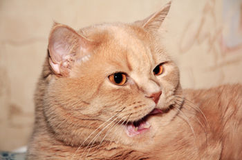 Сердитый кот