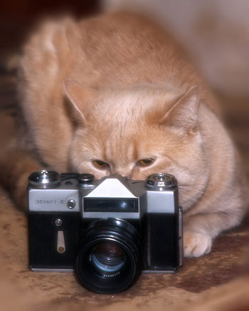 ФотоКот