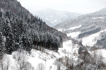 Национальный природный парк Шварцвальд , Германия, 2010