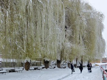 Принакрылись снегом,точно серебром