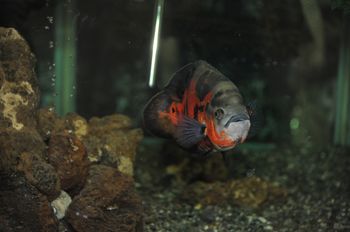 pibka v akvariune
