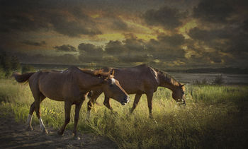 Horses at the road