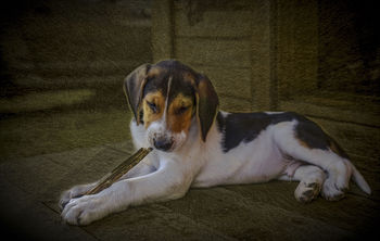 puppy