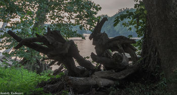 Stange trees