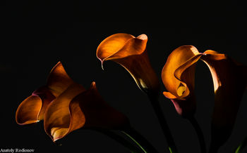 Just flowers