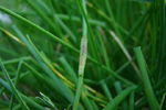 Любовь  : green and green 