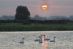 Johny Hemelsoen : Swans in the morning. 