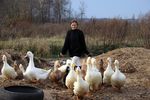 Oksana Voroshina : фрагмент из жизни на ферме... 