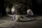   : Элегия 