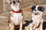   : Two dogs 