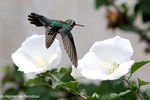 Ai. Gi. See : hummingbird 