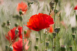 Надежда Попова : Аленький цветочек 