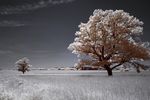Сергей  : С лунным светом. Инфракрасная фотография. 