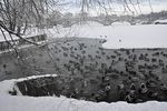 Светлана Пазухина : Январское утро 