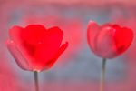 Евгений Кирюхин : two scarlet Tulip 