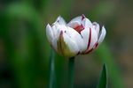 Zinovi Seniak : multicolor 