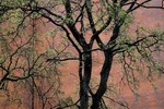 Николай Чебанов : Питерская весна 