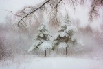 Ирина Терентьева : Настроение зимнего утра 