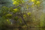 Светлана Воробьёва : *** 