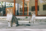 Метелица Мария : Коты Турции 