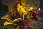 Оксана Морозюк : Colorful flowers - краски цветов 