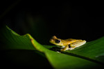 Igor Porton : Little Yellow on Green in the Dark 