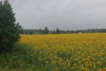 Олег Горяйнов : Поле 