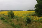 Олег Горяйнов : СреднеРусская полоса 